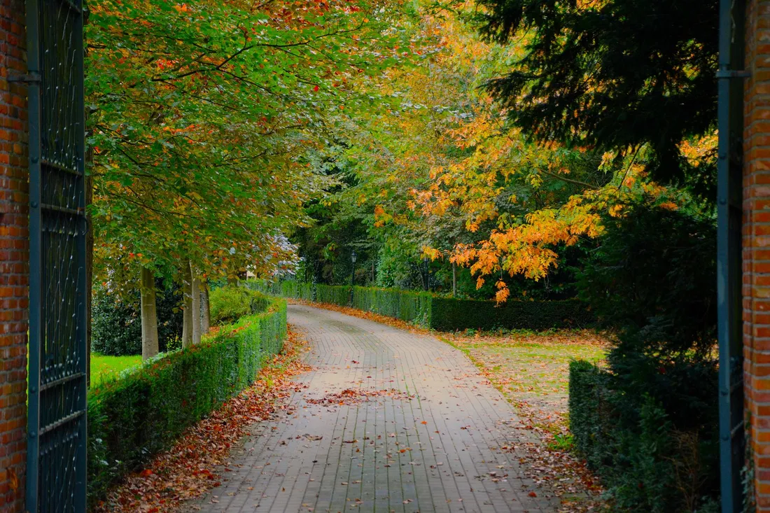 Gepflasterte Zufahrt zwischen geschnittenen Hecken, am Rand liegt Herbstlaub